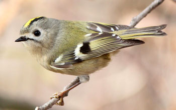 Het goudhaantje is de kleinste vogel van Nederland. Leeft vooral in gemengde naald-/loofbossen, maar zeker niet op het Noordeinde..