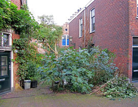 Opmerkelijk is de grote hoeveelheid aan groen in dit intieme buurtje. Hier staat zelfs een vruchtendragende vijgeboom.