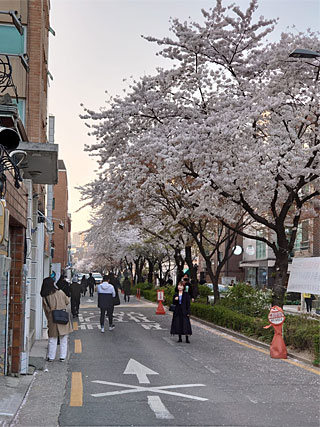 Bloesems zie je veel in Seoel. Net als in Japan zijn bloesembomen erg geliefd.