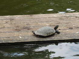 Waterschildpad in een vijver van het park bij de stadsmuur.