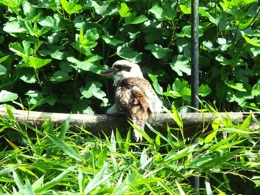 Daar kun je bijvoorbeeld deze kookaburra (lachvogel, familie van de ijsvogel) zien.