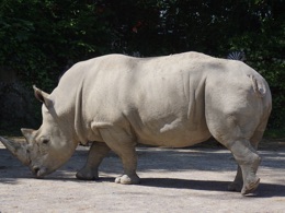 Een schone neushoorn.