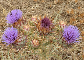 Deze bloemen tref je veel aan onderweg.