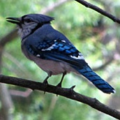 Er vliegen voor ons ook exotische gasten rond. Zoonlief wist deze even stil te krijgen. Een onbekende vogel noemt hij een koekegauw. Het is echter een blauwe gaai.