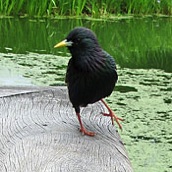 Niet zo bijzonder, wel grappig. Deze spreeuw bij de schildpadvijver.