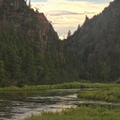 Naaldbomen tegen steile hellingen. De Colorado Rivier op de voorgrond.