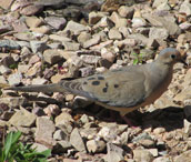 We zijn weer op de andere oever. Dit is een zogeheten mourning dove, oftewel een treurduif.