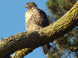 Mmmm. Deze prooien zijn toch iets te groot. En roofvogel vorst ons kritisch in het Golden Gate Park. Volgens kenners zou dit een ruigpootbuizerd moeten zijn.