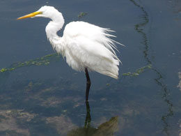 Een grote witte reiger baadt pootje bij de baai.