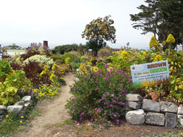 Californi heeft te kampen met droogte. Hoe daar met het groen creatief om te gaan is in dit tuintje het thema.