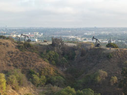 Het lijkt wel italianiserende schilderkunst. De foto van deze jaknikkers op de heuvelflanken vande Baldwin HIlls.