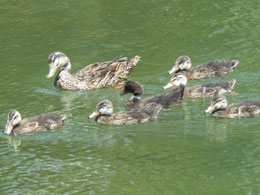 Alle eendjes zwemmen in het water.