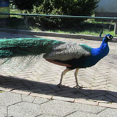 ... en langs uitspanning en kinderboerderij De Schaapskooi, alwaar deze pauw achterna werd gezeten door kinderen zonder ouderlijk toezicht. Hier kun je behalve beesten bekijken ook wat eten en drinken.