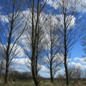 Het jonge Bieslandse bos (geplant in 1985).