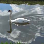 Zwaan in de Poldervaart.