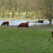 Schotse Hooglanders bij een van de plassen.