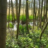 Ook in deze derde wandeling passeren we weer een stukje moerasbos.