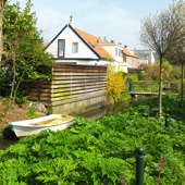 Rustoriek nevenstroompje van de Kromme Rijn bij Wijk bij Duurstede. Op de voorgrond bereklauwen, die weldra hun prachtige bloemenkroon zullen tonen. De bladeren zijn overigens zwaar blaartrekkend. Opmerkelijk dat het er zo veel zijn in deze woonwijk.