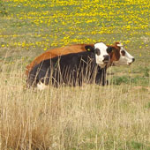 Blaarkopkoeien. Je ziet ze zelden nog. Laat staan een roodbonte (die erachter).
