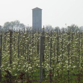 Laagstam-boomgaard voorbij Cothen. Waar zou die silo op de achtergrond voor dienen of hebben gediend?