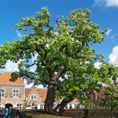 Deze eeuwenoude jutteperenboom geeft nog steeds vruchten.