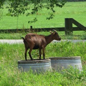 Teilen kun je ook ondersteboven in het gras zetten. Leuk voor een geit om op te gaan staan