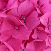 Hortensias. Je ziet ze hier overal. Die doen het hier blijkbaar goed.