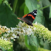 Ook Zoon Jonathan fotografeerde deze fraaie vlinders.