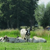 Zoals koeien in de wei. 